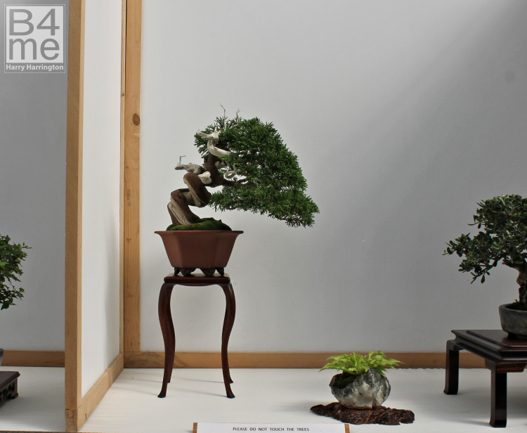 Itoigawa Chinese Juniper bonsai